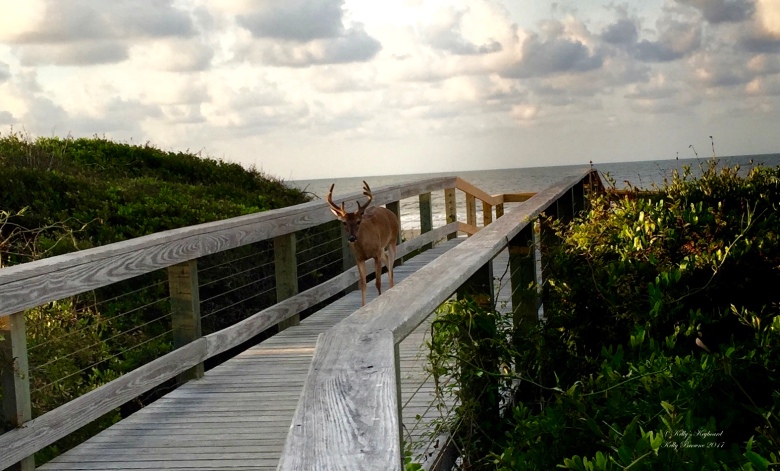 Beautiful buck on the boardwalk