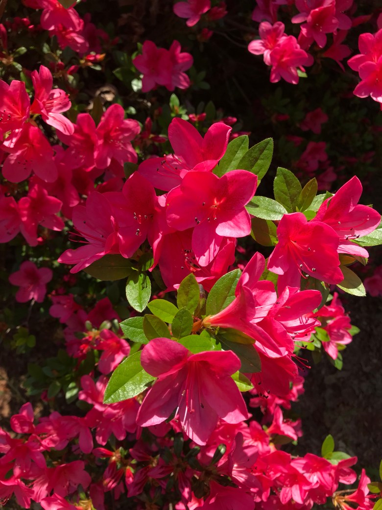 Azaleas in bloom